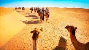 camel ride | camel ride safari dubai | camel trekking dubai