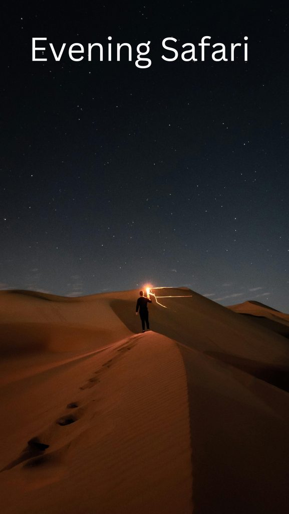 Evening Safari