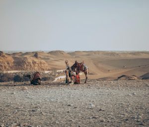 Private Desert Safari Deals